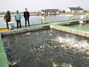魚躍“跑道”煥新生 水鄉(xiāng)興起循環(huán)養(yǎng)殖，傳統(tǒng)漁業(yè)駛?cè)肷?jí)快車道