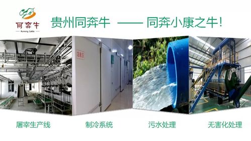 A級(jí)畜禽屠宰加工廠即將投產(chǎn)，優(yōu)質(zhì)產(chǎn)品將輻射全國市場(chǎng)