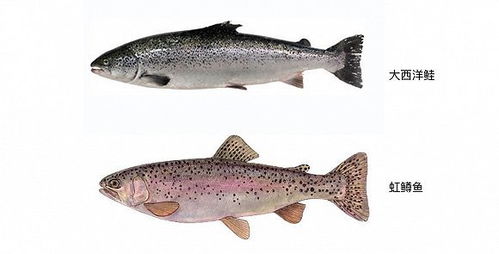 三文魚盛宴背后的真相 一次關(guān)于飼料的覺醒